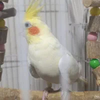یک جفت عروس هلندی