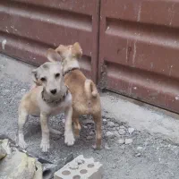 توله سگ پاکوتاه انگلیسی جوجه مرق کفتر