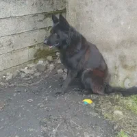 Black german|سگ|پره‌سر, |دیوار