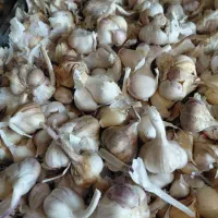 سیر|خوردنی و آشامیدنی|کرج, عظیمیه|دیوار