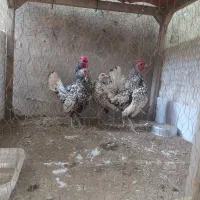 سیبرایت