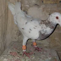 کبوتر|پرنده|مشهد, شهرک بهارستان|دیوار