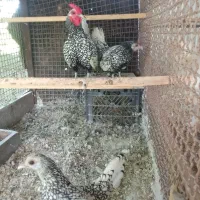 تخم و جوجه سیبرایت پولک منظم