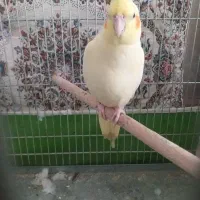 عروس هلندی نر