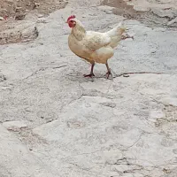 وارگ