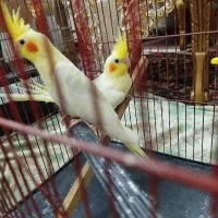 عروس هلندی جوجه چهار ماه نر و ماده