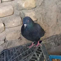 کبوتر|پرنده|حمیدیا, |دیوار