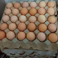 تخم مرغ محلی