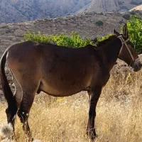 قاطر هفت سال جوان