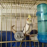 نردوساله چندکلمه ام میگه