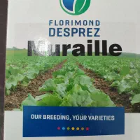 فروش بذرچغندر