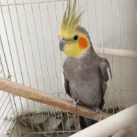 عروس هلندی نر