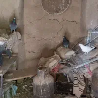 کفتر|پرنده|رشتخوار, |دیوار