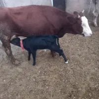گاو شیری شکم اول گوساله نر ۱۵ روز زایمان کرده