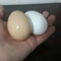 تخم مرغ محلی