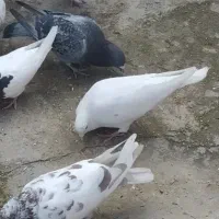 کبوتر پرنده