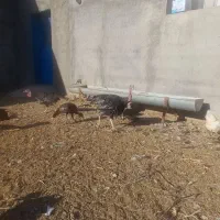 مرغ وخروس وبوقلمون