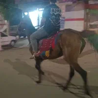 اسب