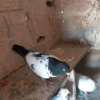 نر‌افغونی‌سیاه