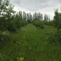 باغ سیب و آلو با قیمت توافقی