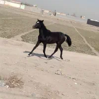 اسب|اسب و تجهیزات اسب‌سواری|فلاورجان, |دیوار