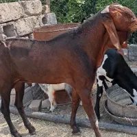 پاچن پنجاپ