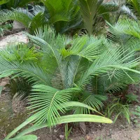 سیکاس|گل و گیاه طبیعی|لاهیجان, امیرشهید|دیوار