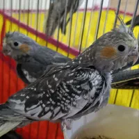 عروس هلندی جوجه