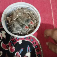 جوجه قناری