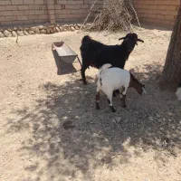 بز دوقلو