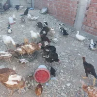 بوقلمون گلین مرندی لاری اردک غاز