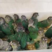 طوطی (گرینچیک)سرلاکی تا دونه خور (تراکوییس)