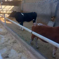 گوساله ماده ویژه