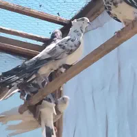 واگذاری کبوتر