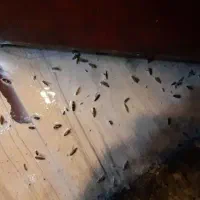 سمپاشی سوسک و ساس و غیره با بیش از ۳دهه سابقه