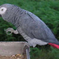 قبول پرنده ی واگذاری