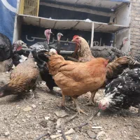 22مرغ 5خروس 8بوقلمون