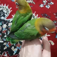 جفت برزیلی