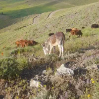 خر نر