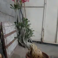 ادنیوم