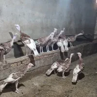 بوقلمون