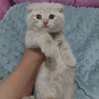 شازده پسر