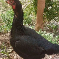 مرغ بروسلی