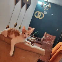 گربه گم شده