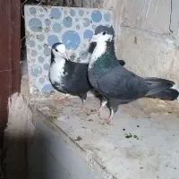 کفتر  کرباتی