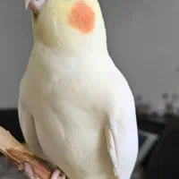 عروس پاریس گمشده