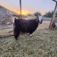 یک راس بزسالم سرحال بالای 50کیلو