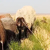 بره نر