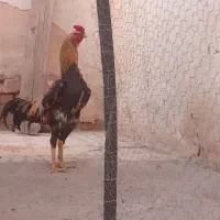 تخم نطفه دار لاری