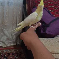 عروس هلندی لوتینو زرد